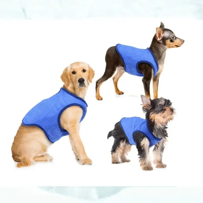 Gilet rafraîchissant pour animaux de compagnie : prévention des coups de chaleur estivaux