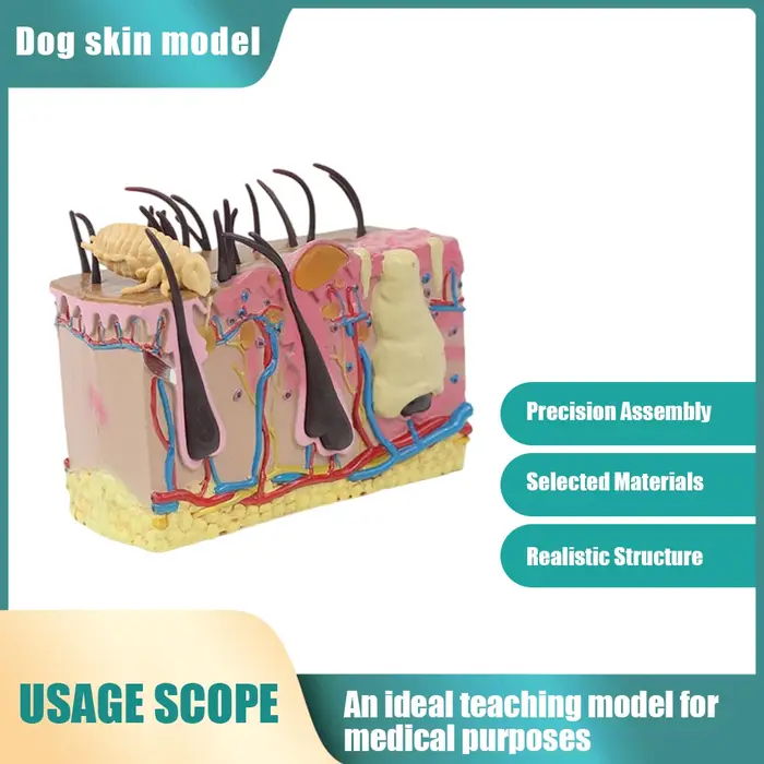 Modèle de peau de chien, modèle anatomique de Structure de peau canine de morsure d'insecte simulée,