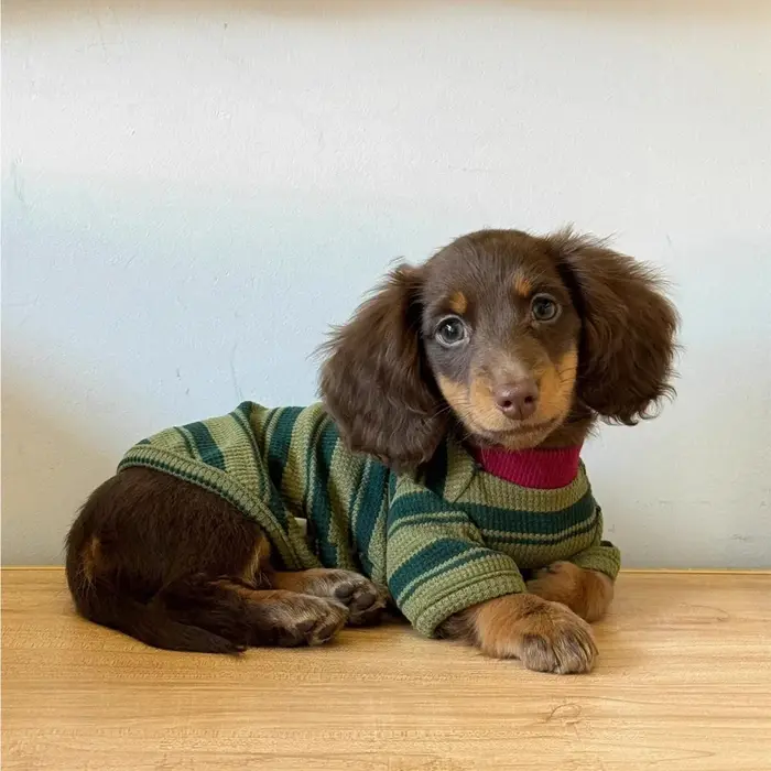 Adorable gilet rayé vert pour petits chiens et chats, vêtements pour animaux de compagnie en coton r