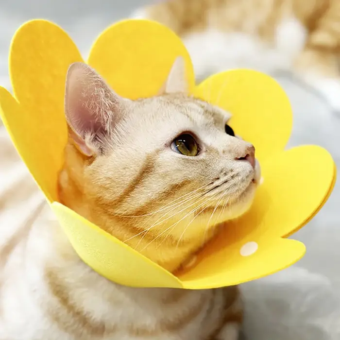 Collier de protection pour animaux de compagnie, cône de récupération de cou de chien, pour Anti-morsure, chirurgie de léchage, guérison des plaies, cercle médical de santé pour chiens et chats