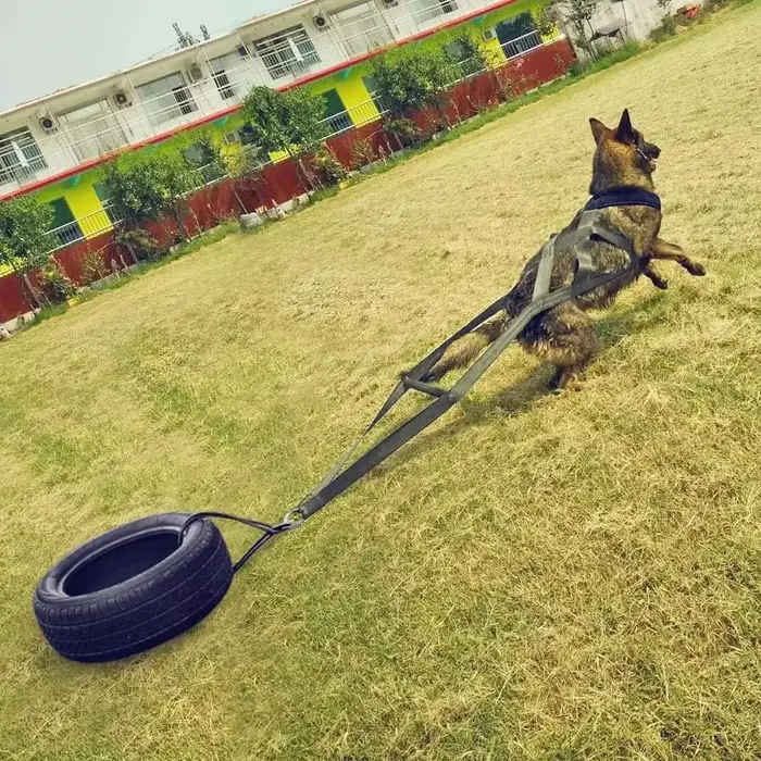 Laisse de traction robuste pour chien de travail