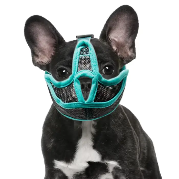 Muselière pour chien
