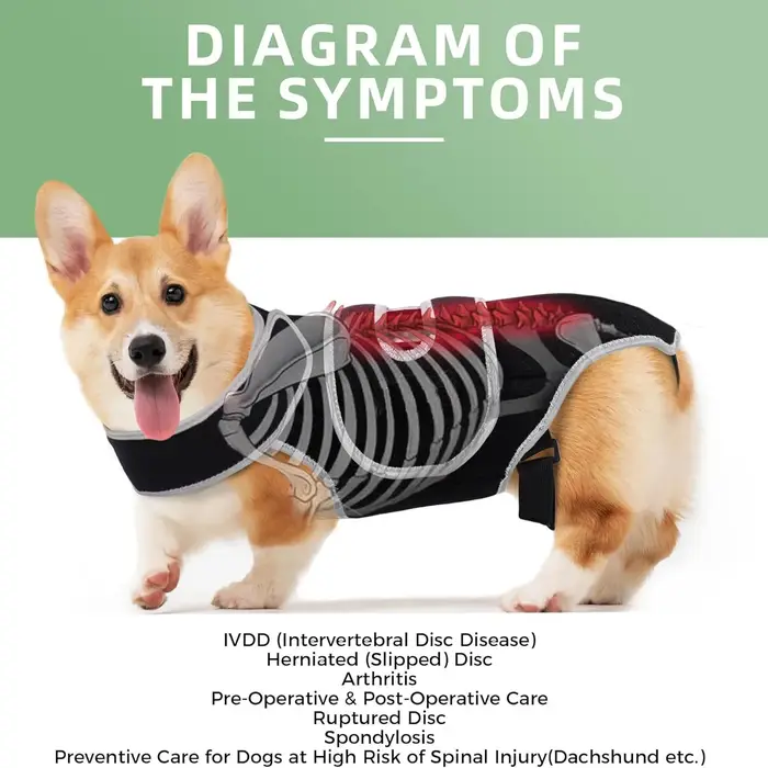 Attelle de soutien dorsal pour chien – Soulage la dysarthrose vertébrale
