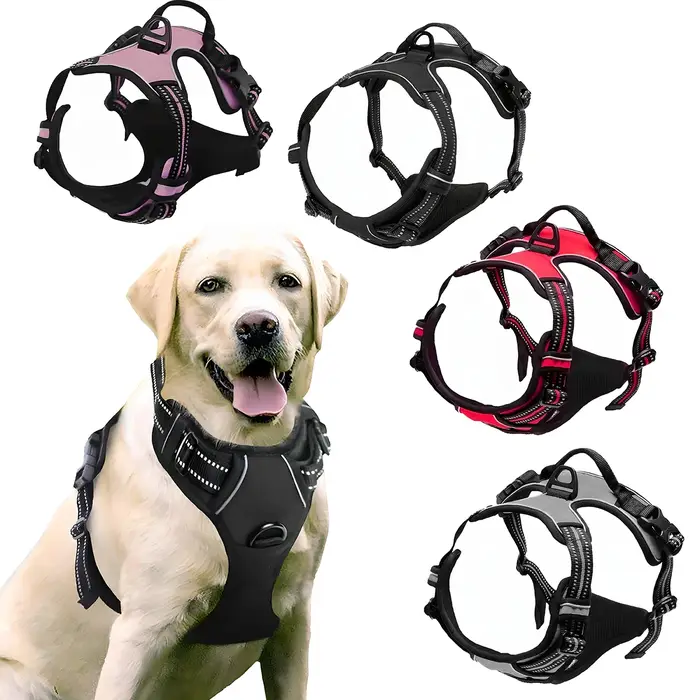 Ensemble rafraîchissant en chêne allemand pour chien