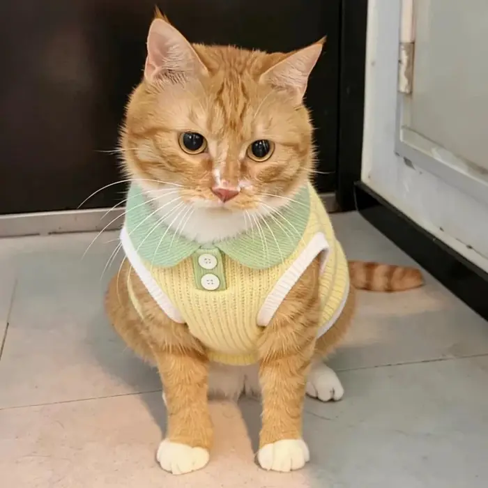 Polo d'été fin pour chien, vêtements de mode unis pour chien, gilet rayé mignon pour chiot, sweat-shirt doux pour chat, chemise pour animal de compagnie, vêtements pour Chihuahua