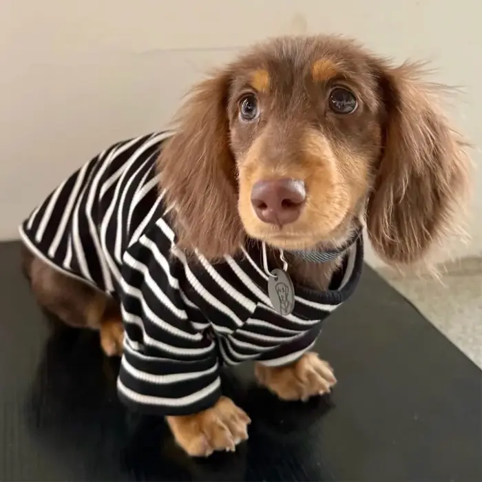 T-shirt rayé printemps automne pour petits chiens wiener teckel chien saucisse confortable élégant pour promenade balade jeu hiver occasions spéciales