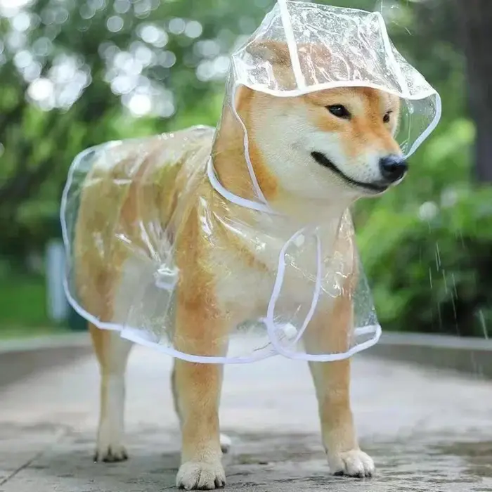 Durante la saison pluvieuse, les chiens sortir dans des imperméables transparents ; Veste imperméabl
