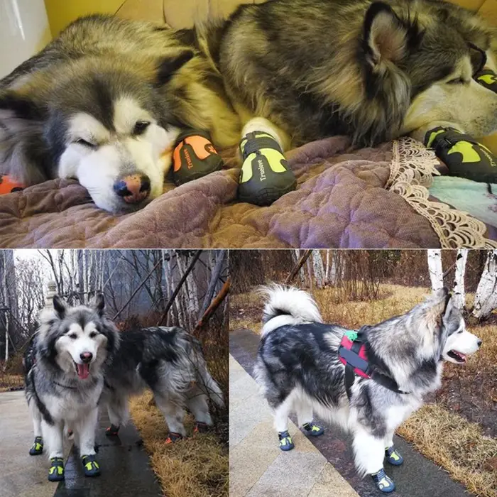 Chaussures d'extérieur imperméables respirantes pour chiens