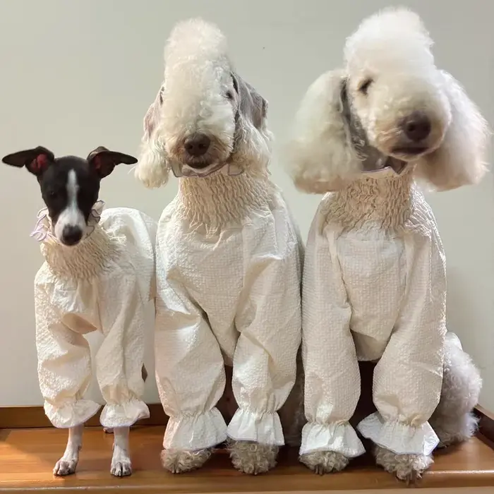 Vêtements pour chiens féminins