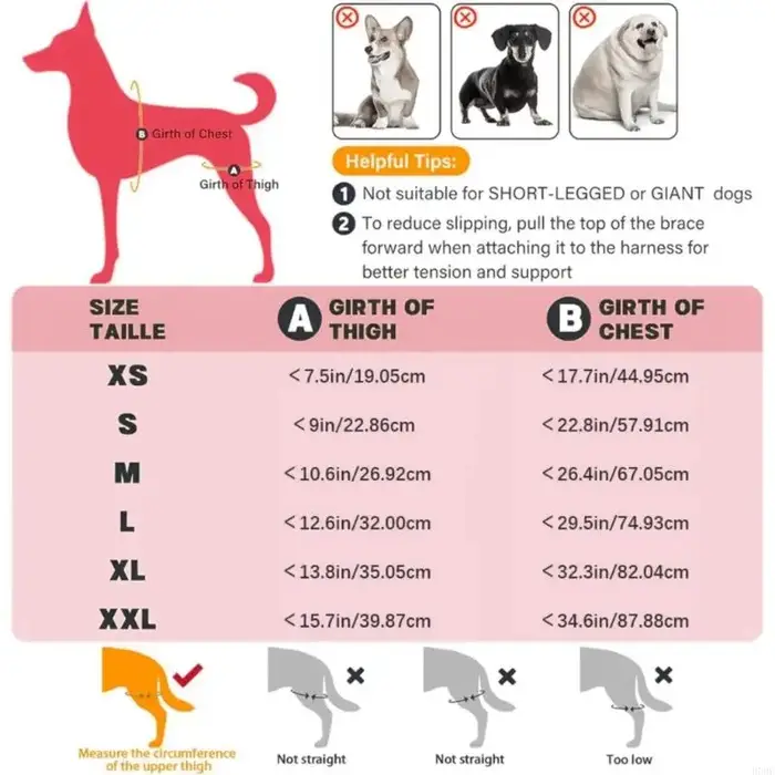Attelle soutien jambe arrière pour chien