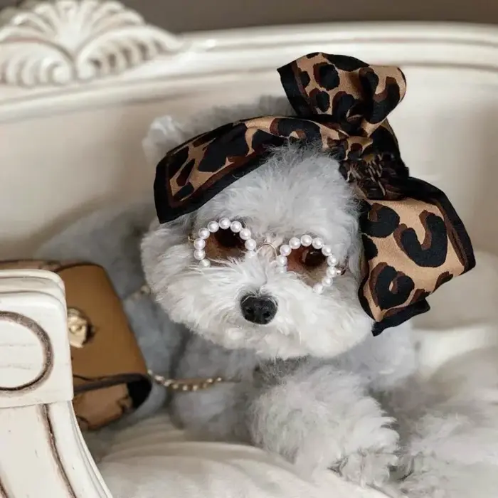 Lunettes de soleil de luxe pour animaux de compagnie, lunettes de soleil en perles pour chiens, Tedd