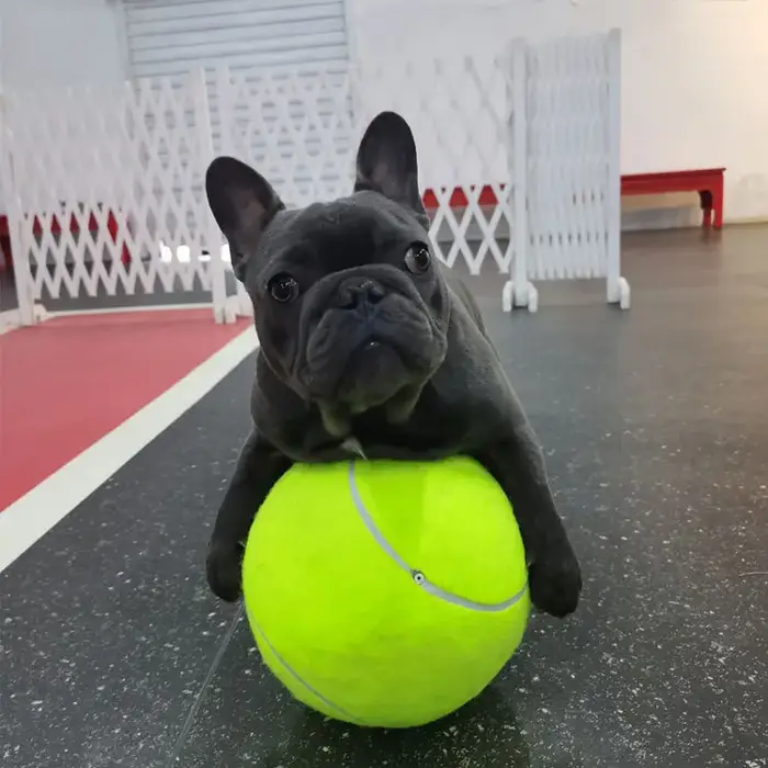 Balle de Tennis géante pour chien