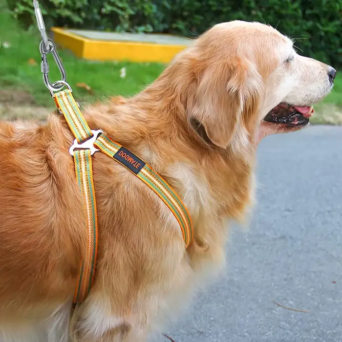 Laisse d'arrimage pour chien anti-traction résistante à la corrosion et aux intempéries pour balades en toute saison et occasion spéciale