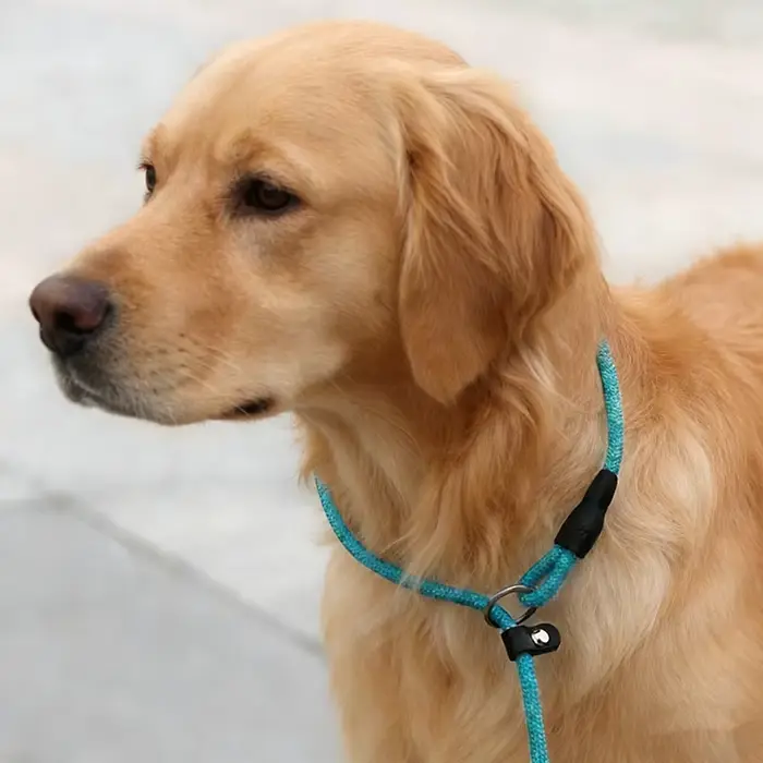 Laisse pour chien chaînes antidérapantes