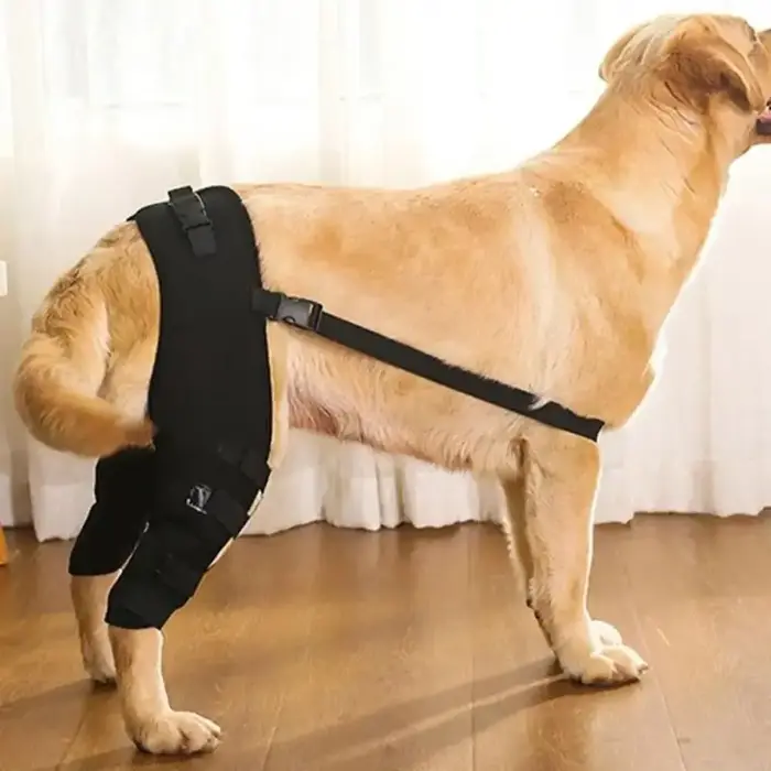 Attelle de soutien des jambes de chien