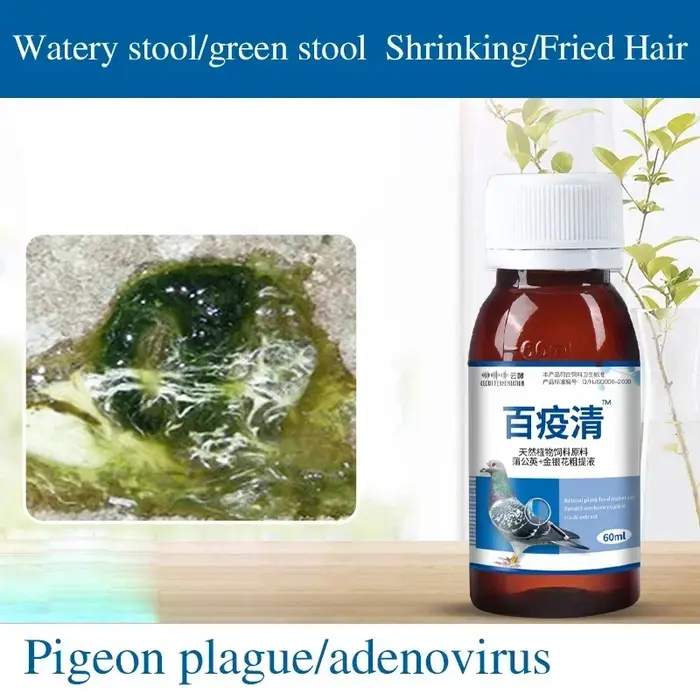 Le pigeon est vert, gouttes aqueuses, maladie de Newcastle, bursite, pigeons de course, perroquets, 