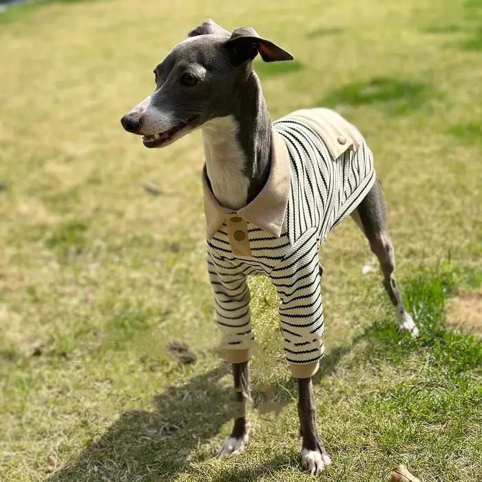 Vêtements pour chien : Polo à rayures kaki avec poche pour chien de chasse italien, manteau en coton