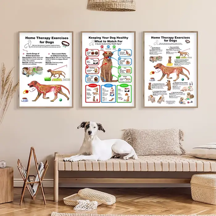 Affiche de diagramme d'anatomie de chien