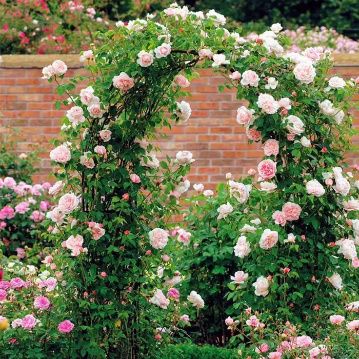 Arches de jardin, supports pour plantes, pour décoration extérieure, mariages, cérémonies, fêtes, pergola