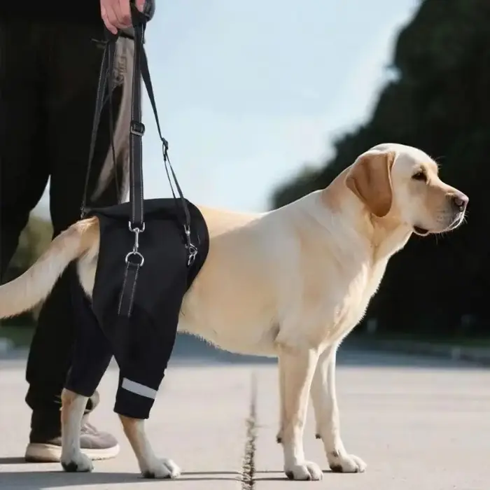 Harnais de levage pour jambes et hanches pour chien
