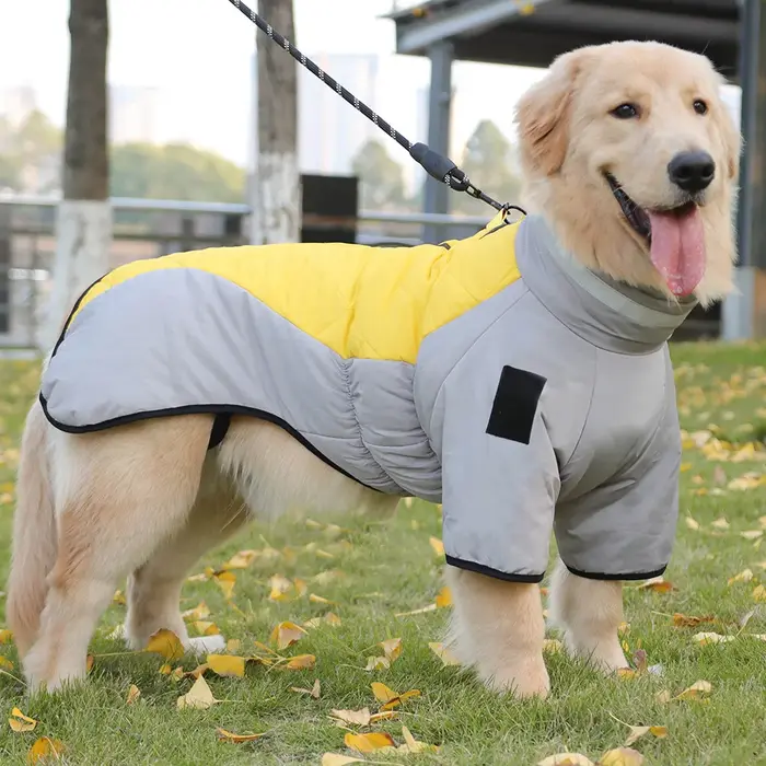 Golden Labrador Retriever – combinaison imperméable pour chien