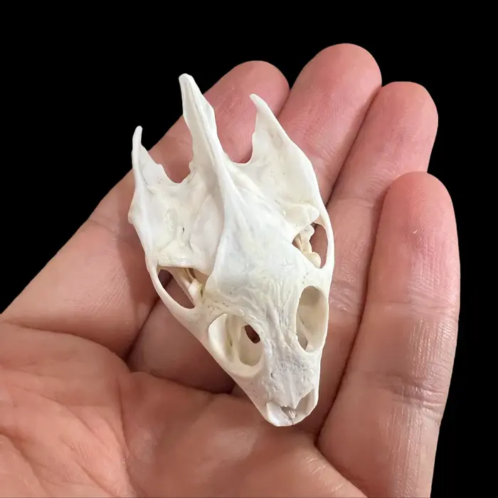 Collection exquise de 1 à 10 os d'animaux naturels (crânes) pour l'artisanat, la décoration intérieu