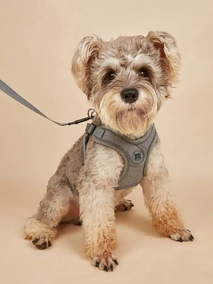 Harnais pour chien pour chiens de petite et moyenne taille, anti-traction, ensemble harnais et laiss