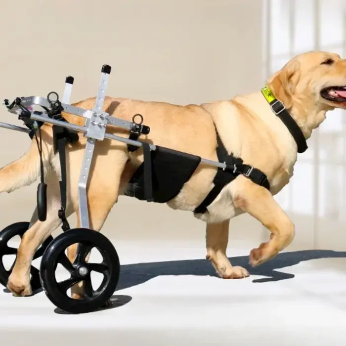 Fauteuil roulant pour chien acier inoxydable aide à la rééducation mobilité paralysie spondylite occasions spéciales
