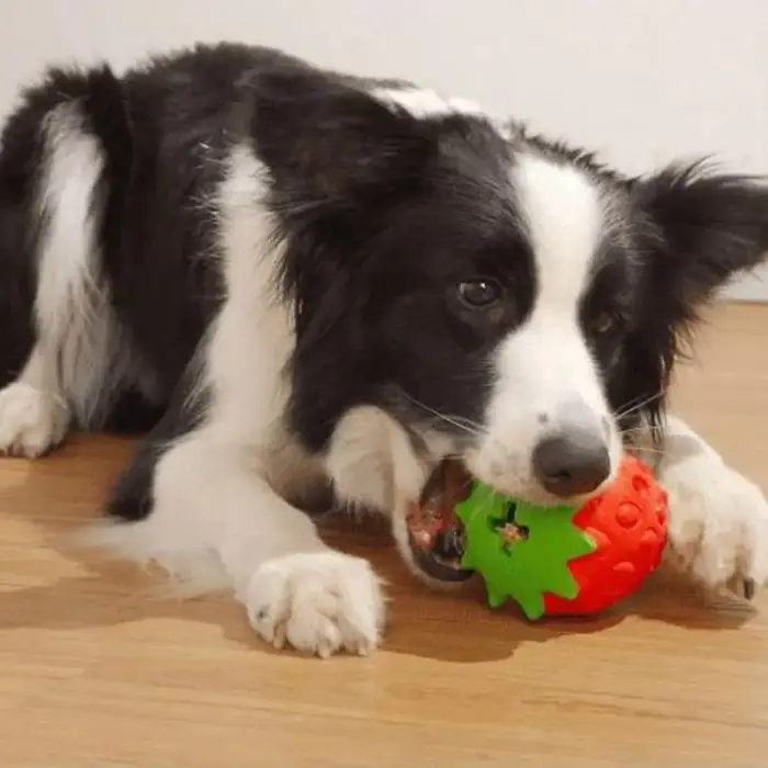Balle interactive en caoutchouc en forme de fraise pour chien