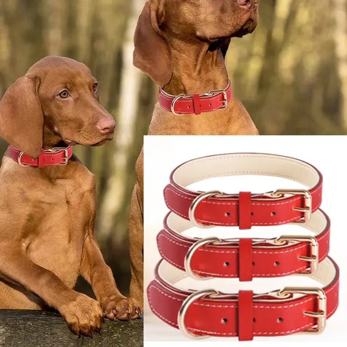 Collier en cuir véritable pour chien