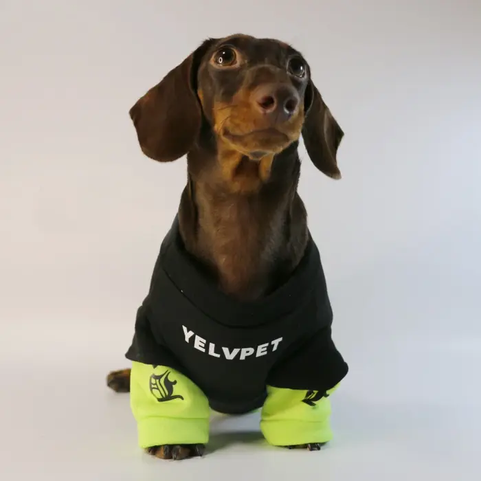 Vêtements chauds à la mode pour chiens, veste pour chien, pull PDPP, combinaison pour petits chiens 