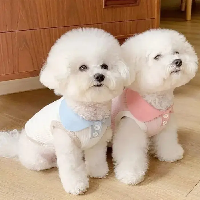 Vêtements d'été pour chiens, chemises et blouses pour chiots, sweat-shirts pour animaux de compagnie, vêtements pour chiens, chemises pour animaux de compagnie, accessoires de mode pour animaux