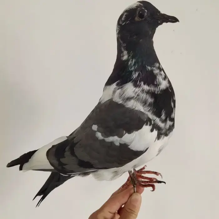 Support de taxidermie de Pigeon hyper-réaliste-échantillon réaliste pour la décoration intérieure, s