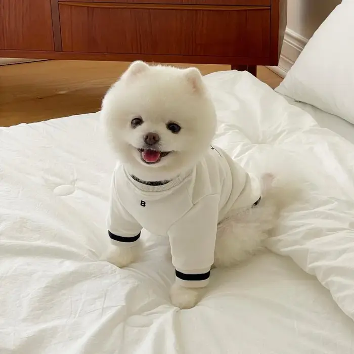 Vêtements chauds d'hiver pour chiens de compagnie, en coton, à la mode, Costume petit bouledogue fra