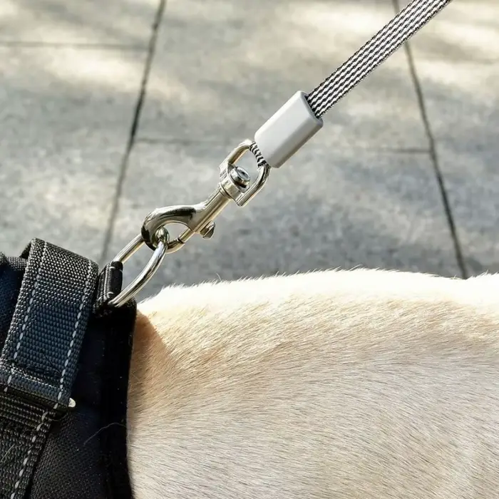 Laisse de marche Flexible pour chien