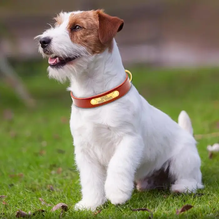 Collier d'identification de chien personnalisé en cuir véritable
