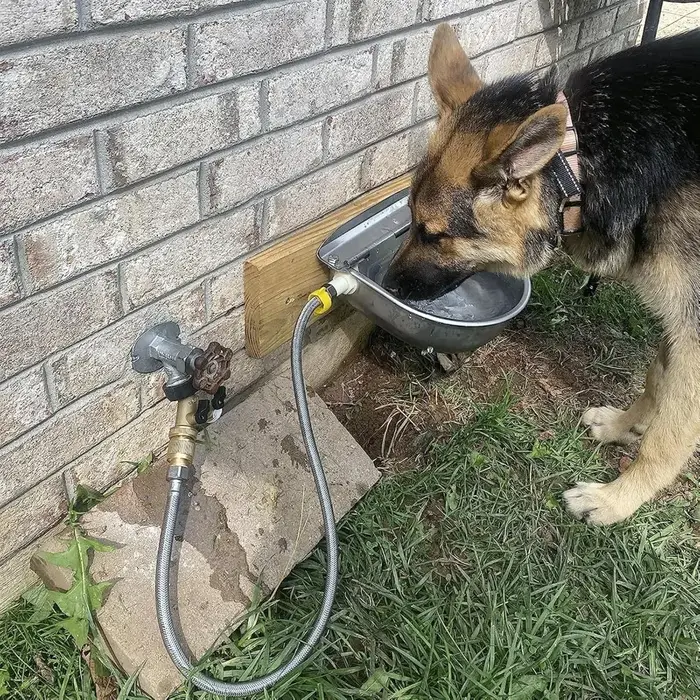 Distributeur d'eau automatique en acier inoxydable pour chiens, bol à boire pour ferme, bétail, cheval, chèvre, mouton