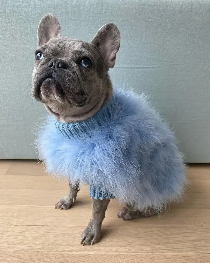 INS nouvelles dames européennes et américaines dinde cheveux automne et hiver chaud chien pull anima