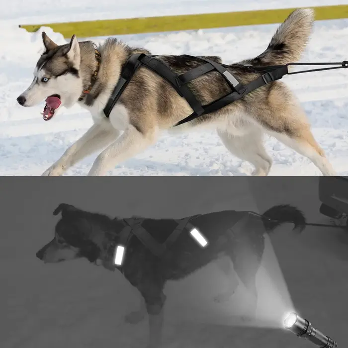 Traîneau à traction de poids pour animaux de compagnie, chiens moyens et grands, Husky, Canicicross,