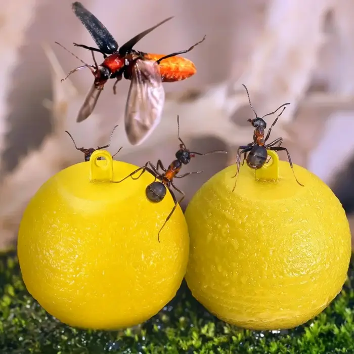 10 boules collantes pour attraper les mouches des fruits, pièges collants pour mouches, guêpes, moustiques, insectes, pièges à boules (jaunes)