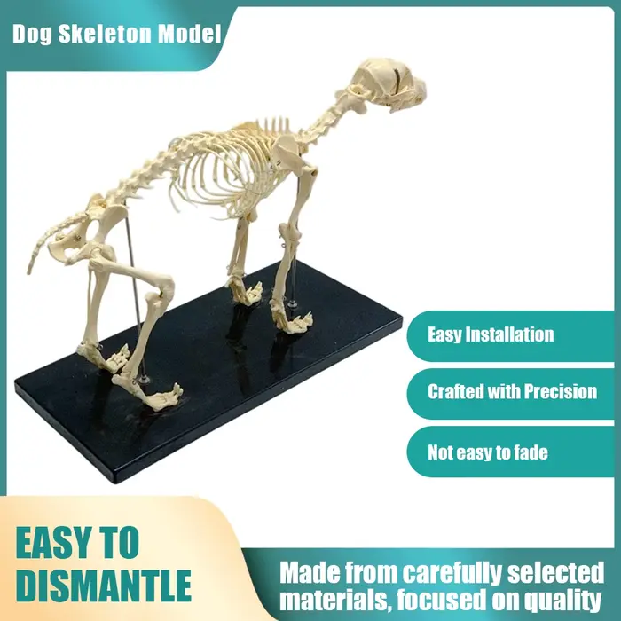 Modèle de squelette de chien, affichage anatomique orthopédique grandeur nature avec articulations m