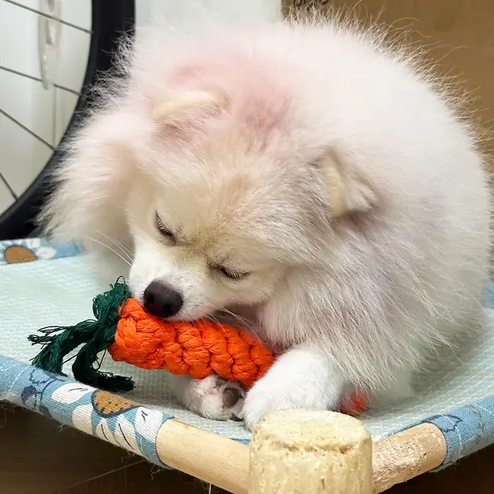 Jouets pour chiens en forme de carotte avec nœud en corde