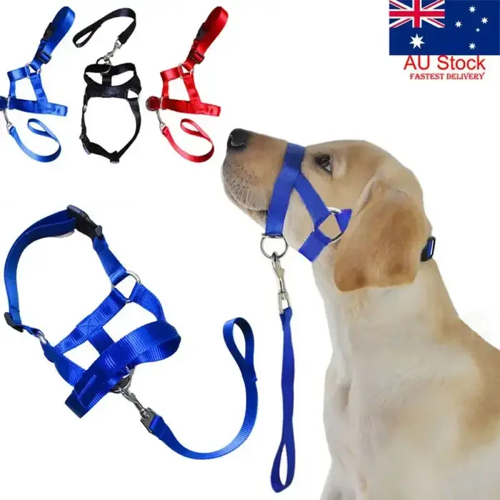 Harnais de dressage créatif pour chien
