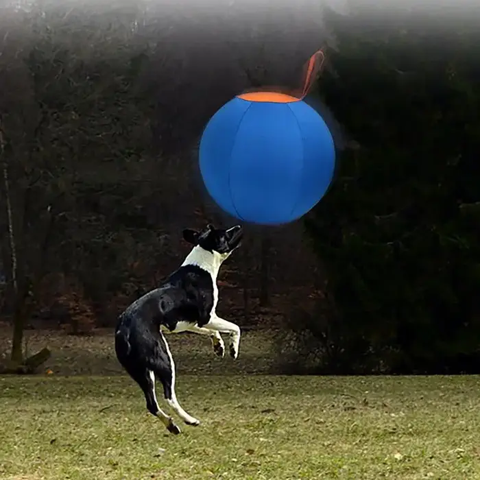 Balle de Herding pour chiens et chiots