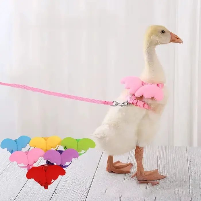 Laisse de canard à ailes mignonnes