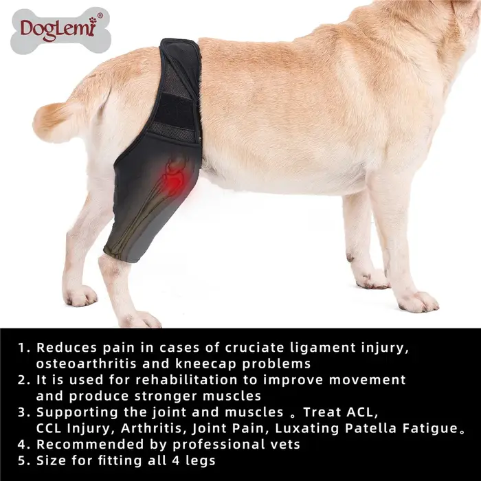 Attelle de genou pour chien