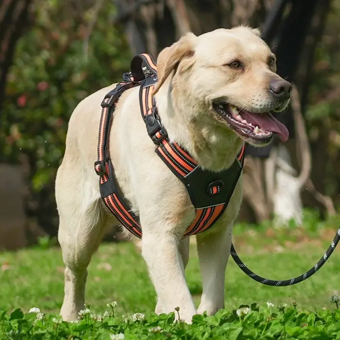 Harnais portable pour grands chiens