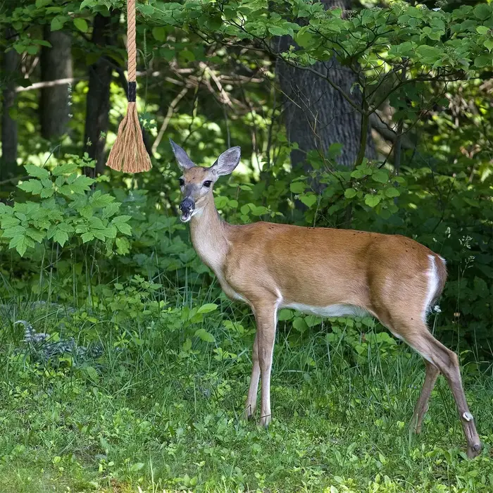 Appât cerf scrape longue durée efficace - Leurre attractif whitetail pour sentiers chasse camping nature