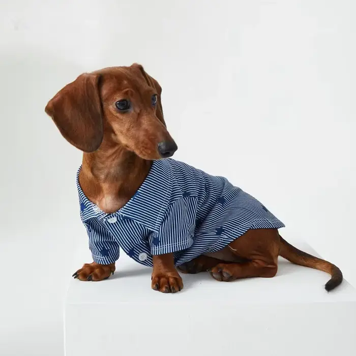T-Shirt étoile rayé Style Gentleman britannique pour chiens saucisses printemps automne T-shirt à ma