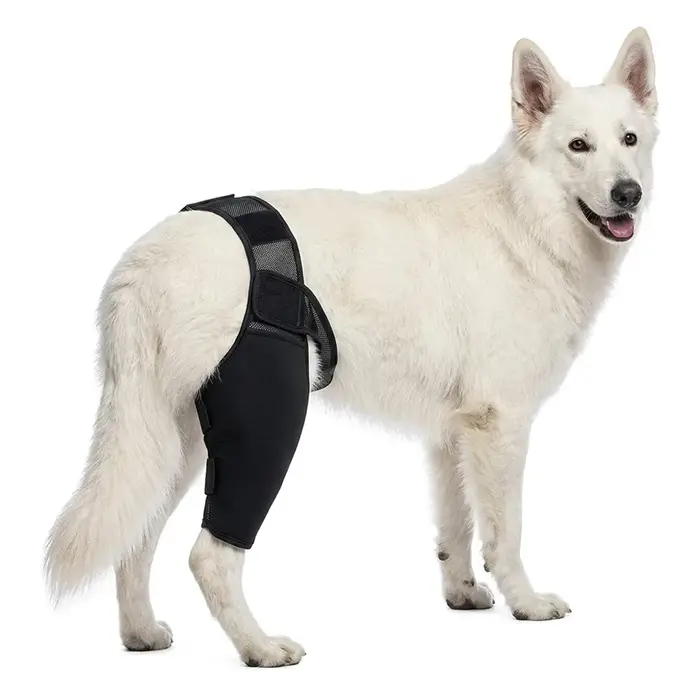 Attelle de soutien pour pattes arrière de chien grande taille protection genouille support arthrite convalescence récupération blessures chiens occasions spéciales
